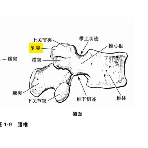 乳突|乳突